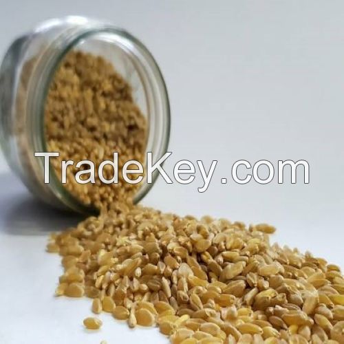 Durum wheat