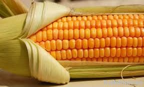 Yellow Corn