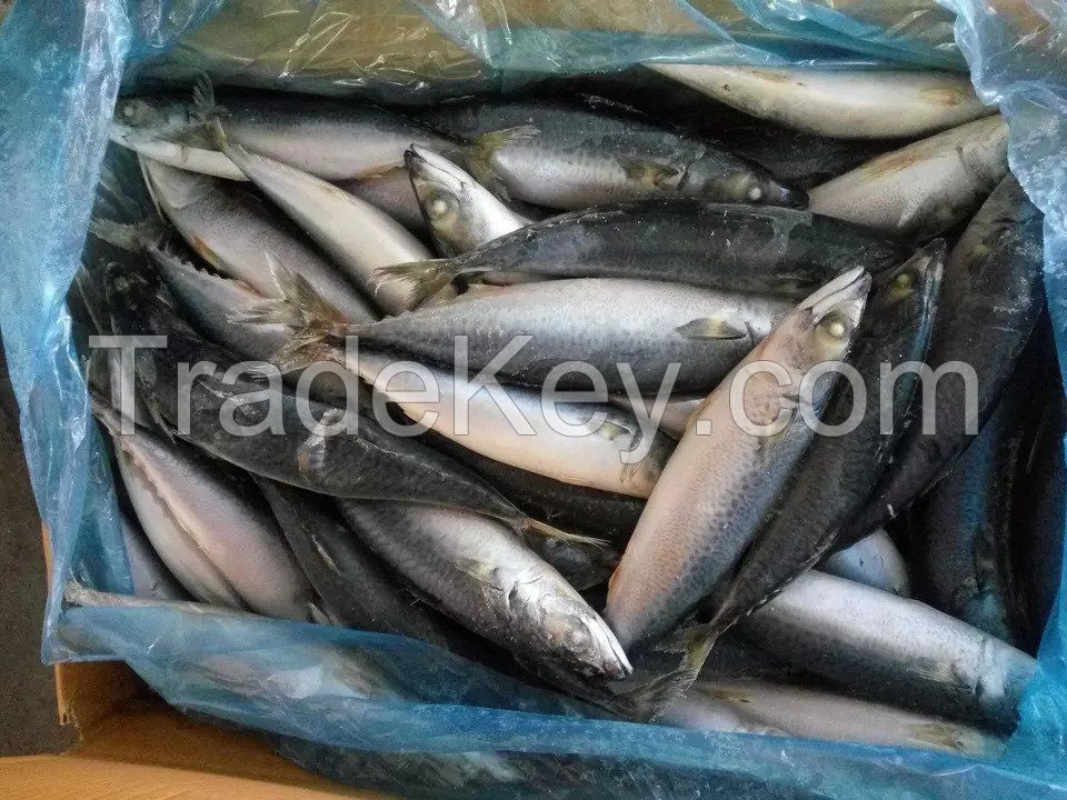 Fresh Black Tilapia and Mackerel Fish for sale