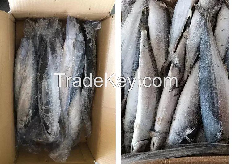 Fresh Frozen Black Tilapia and Mackerel Fish for sale