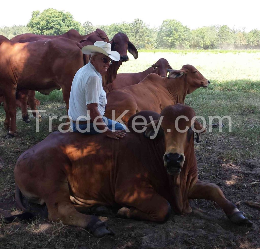 Red Brahman Heifers/Cows Available