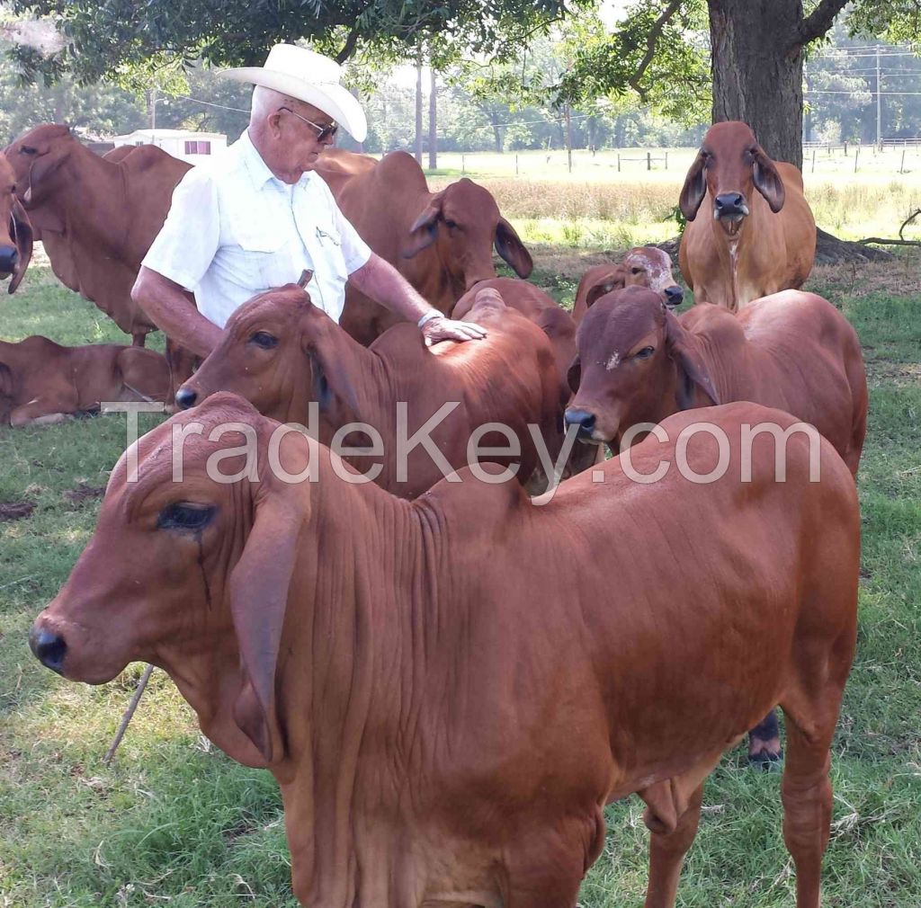 Red Brahman Heifers/Cows Available