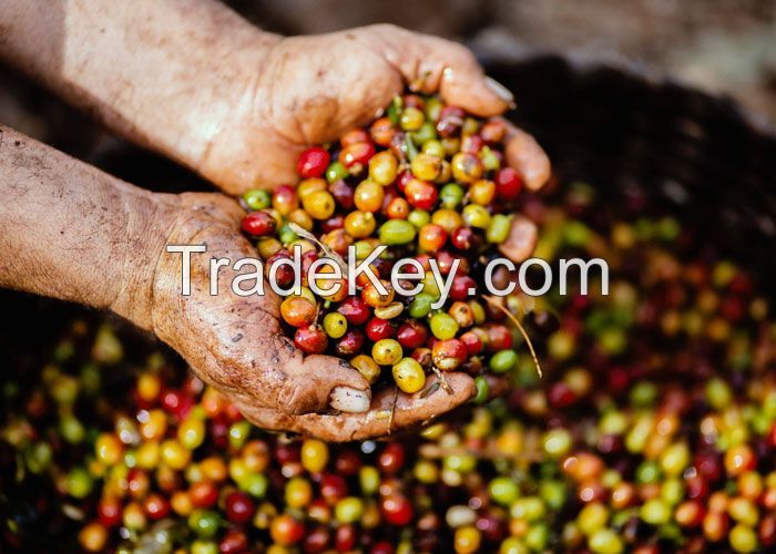 Coffee Arabica-Green Coffee Beans