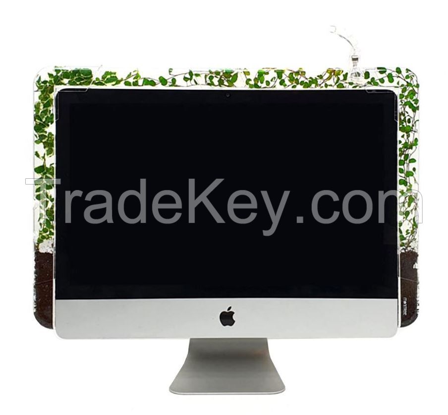 Double Monitree - Office plants decor, Indoor plants