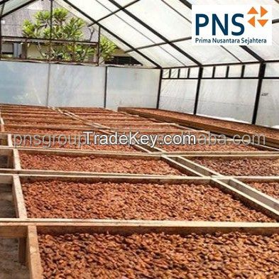 Forastero Green Cacao Beans From Indonesia