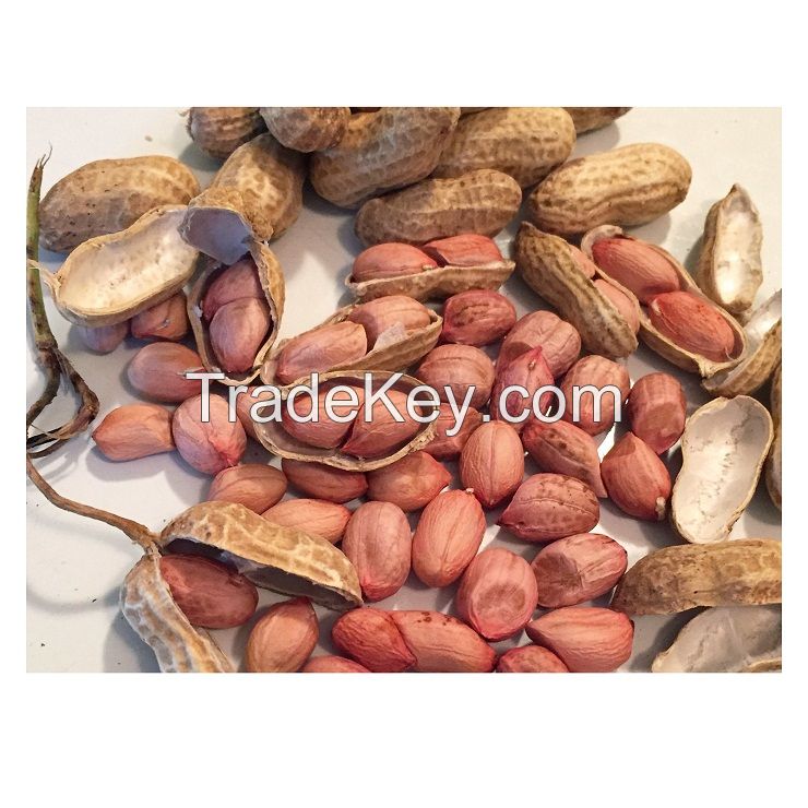 Peanut Raw Organic peanuts Ground Nut in Shell Roasted Peanut in Shell