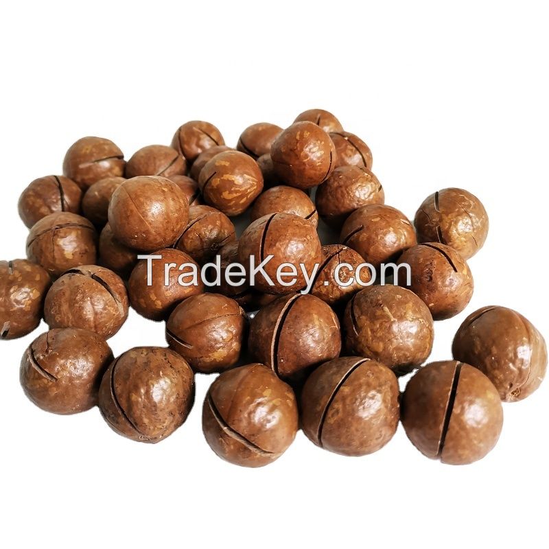 Original Vacuum Packing Size 2.2cm-2.5cm Roasted Macadamia Nuts