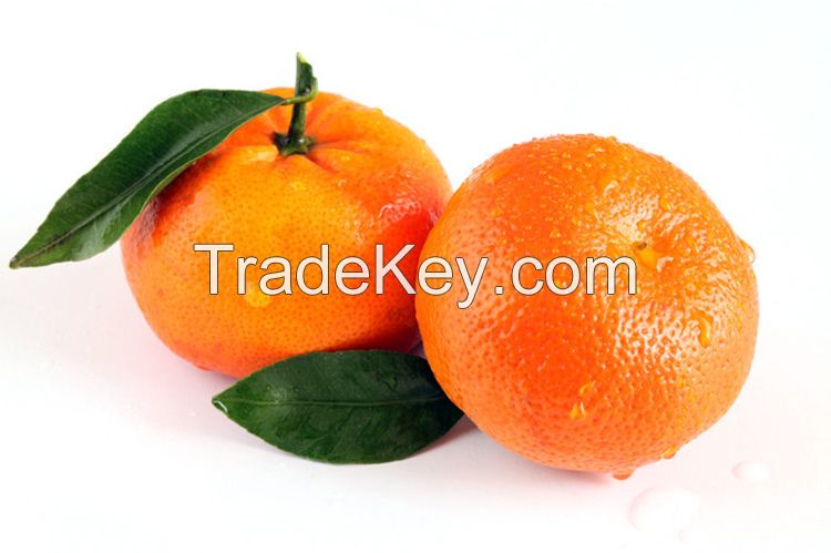 Fresh Orange Fruit Wholesale Fresh Orange Navel Orange Fresh Tangerine Organic Mandarin