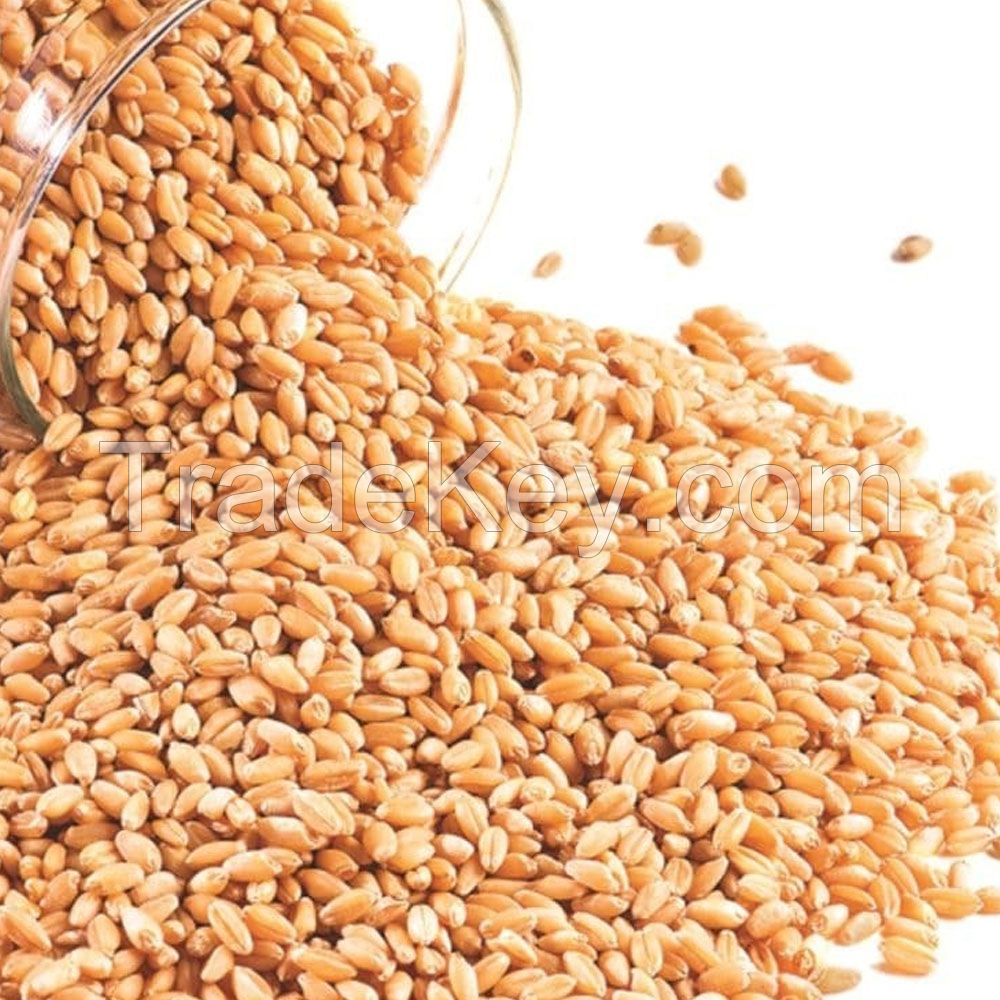 100% Durum Wheat Semolina Flour / Durum Wheat Semolina / Durum Wheat Semolina Flour Quality Semolina Flour
