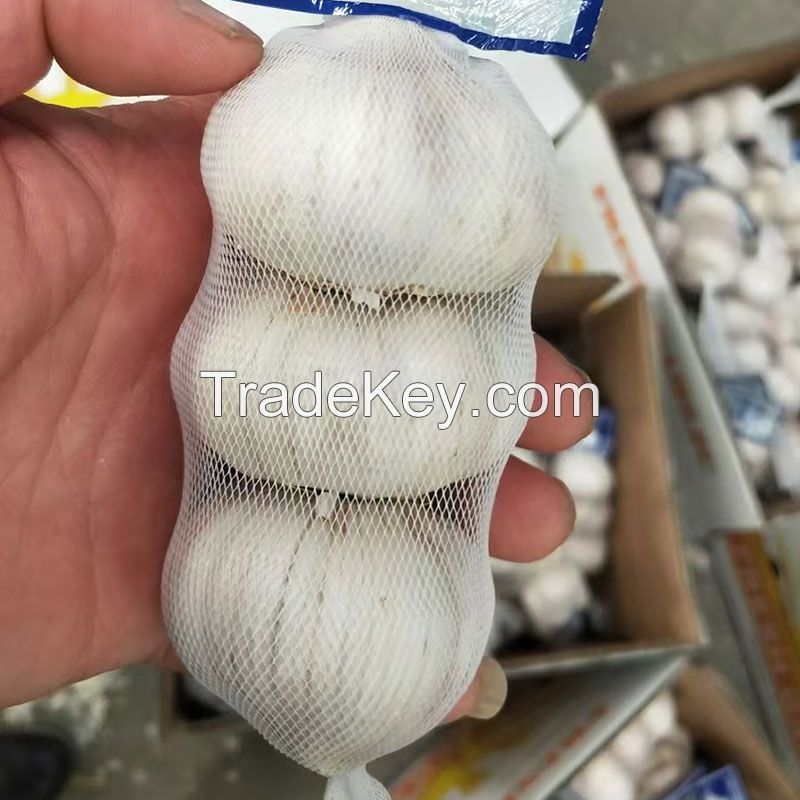 Fresh White Garlic Factory Pure White Fresh Garlic Price Bulk Normal White Garlic