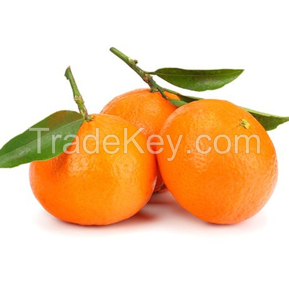 Fresh Orange Fruit Wholesale Fresh Orange Navel Orange Fresh Tangerine Organic Mandarin