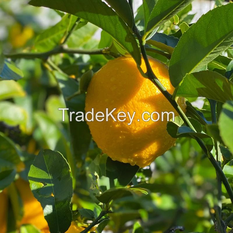 Organic Seedless Yellow Lemon from New Crop Fresh Citrus Fruit Chinese Organic Lime