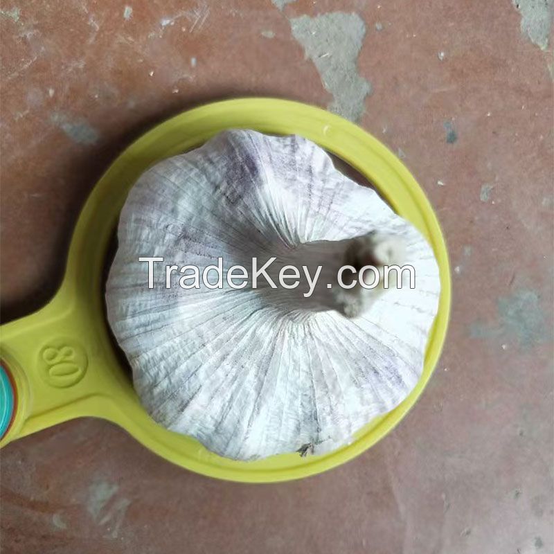Fresh White Garlic Factory Pure White Fresh Garlic Price Bulk Normal White Garlic