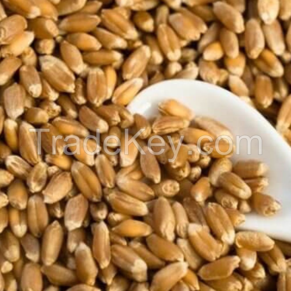 Durum Wheat Hard Wheat Grain Whole Sale Prices Cheap Price Wholesale Organic Whole Wheat Grain for Sale in Bulk