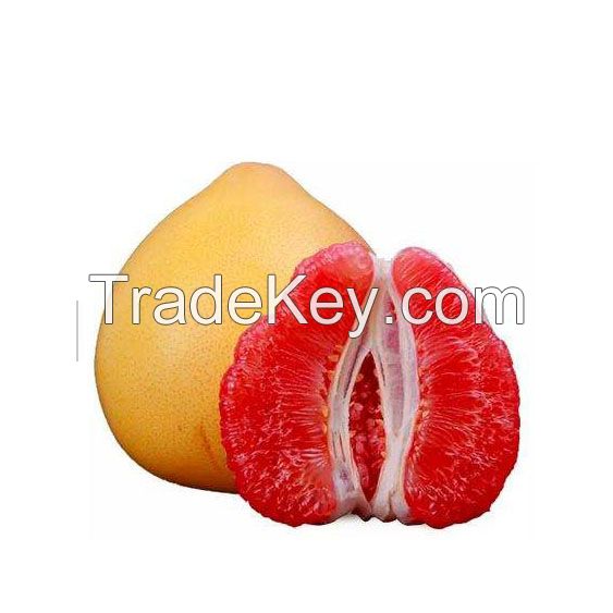 Fresh Style and Citrus Fruit Product Type Grapefruits/ Valencia Orange/ Navel Oranges/ Mandarin/