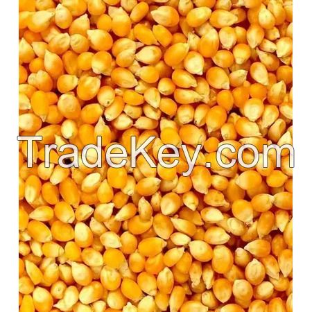 PURE Quality Yellow Corn/Maize for Animal Feed/YELLOW CORN for POULTRY FEED Wholesale High Manufacturer Material With Cheap Rate