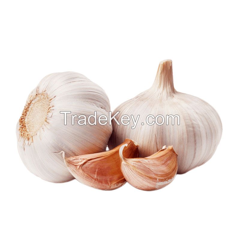 Fresh White Garlic Factory Pure White Fresh Garlic Price Bulk Normal White Garlic