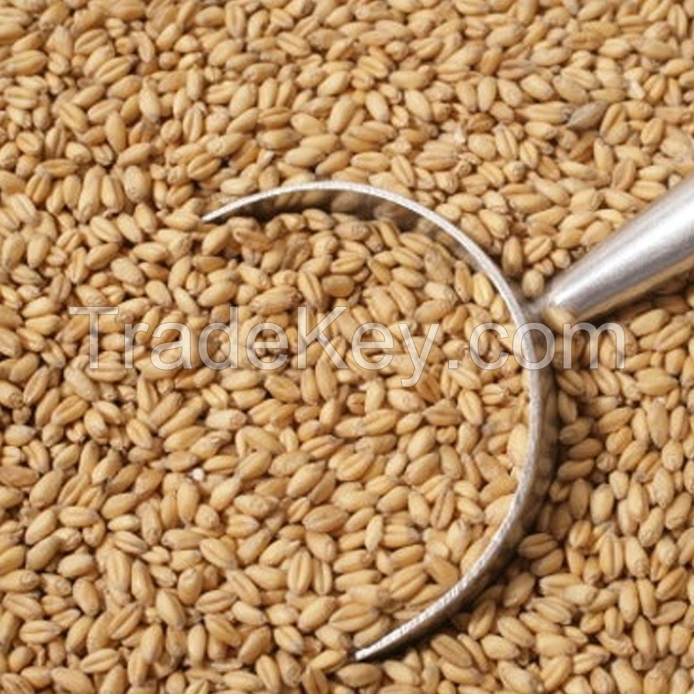 100% Durum Wheat Semolina Flour / Durum Wheat Semolina / Durum Wheat Semolina Flour Quality Semolina Flour