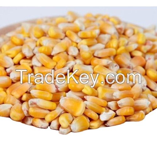 PURE Quality Yellow Corn/Maize for Animal Feed/YELLOW CORN for POULTRY FEED Wholesale High Manufacturer Material With Cheap Rate