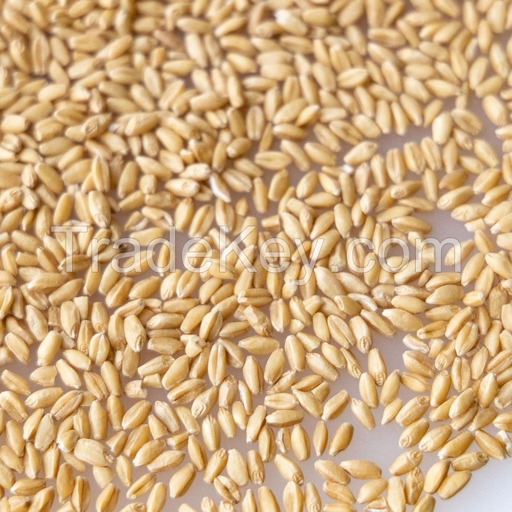 100% Durum Wheat Semolina Flour / Durum Wheat Semolina / Durum Wheat Semolina Flour Quality Semolina Flour