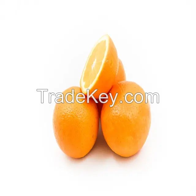 Fresh Orange Bulk Buy Orange Price Tangerine Mandarin Orange for Sale