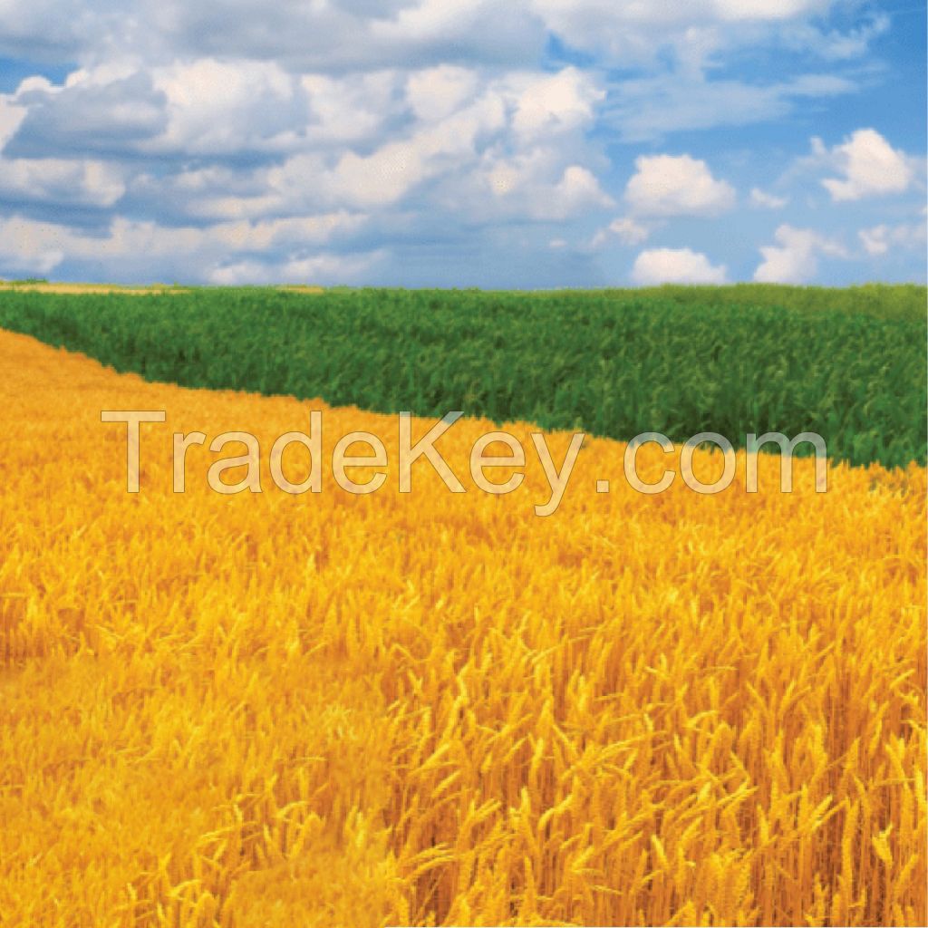 Export Quality (Wheat Straw) hay Bales Best Wheat hay Bales Alfalfa Animal Feed
