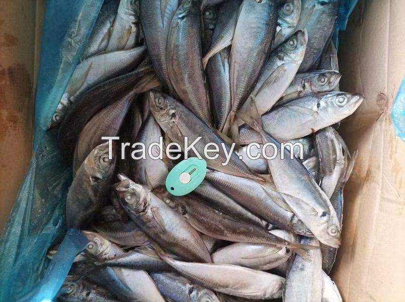 200-300g Whole Fresh Frozen Mackerel Fish Prices