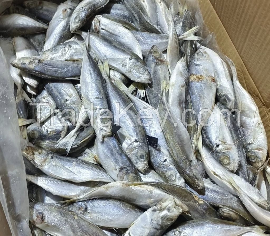 200-300g Whole Fresh Frozen Mackerel Fish Prices