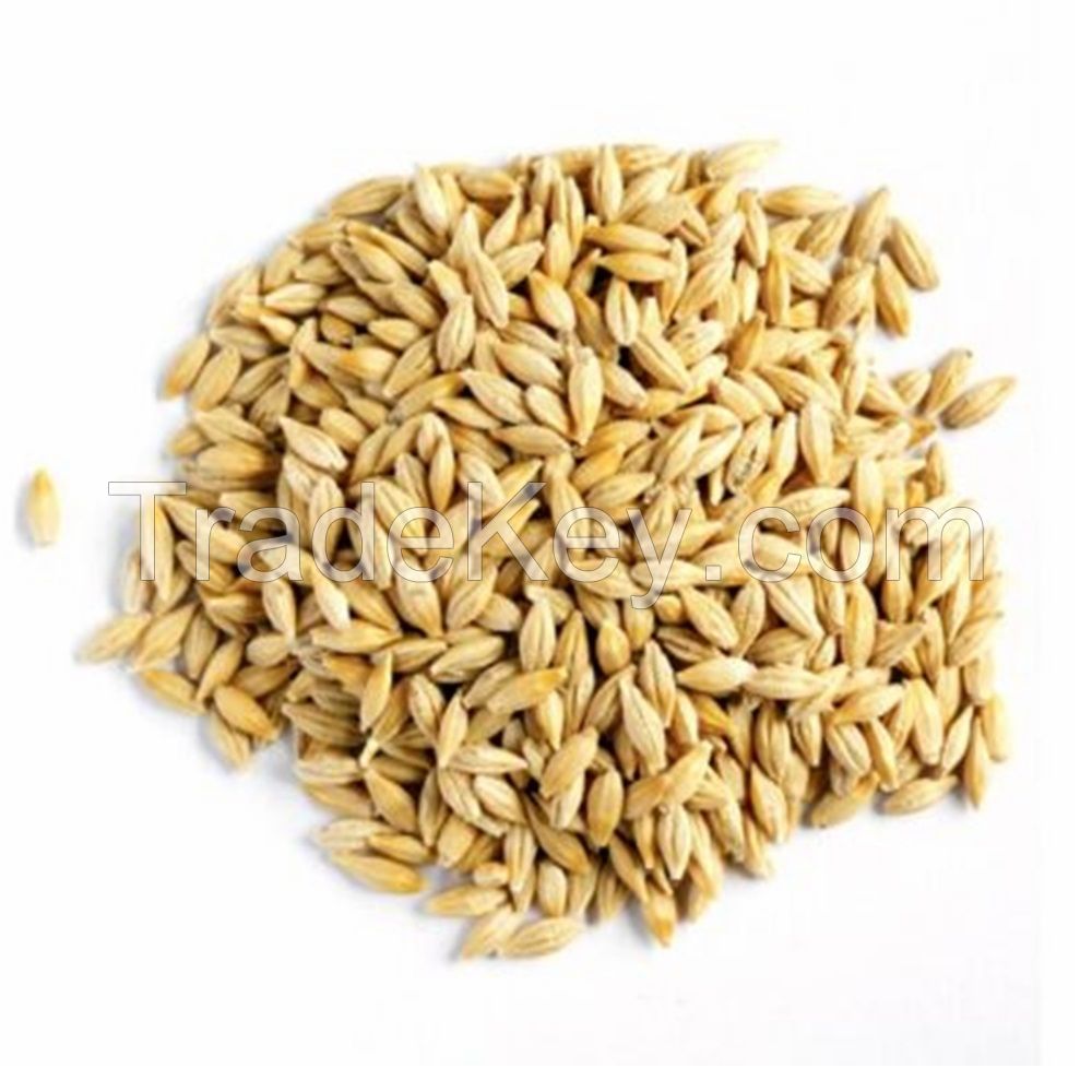 Barley Non-GMO Ukraine Barley Quality Feed Barley in Bulk