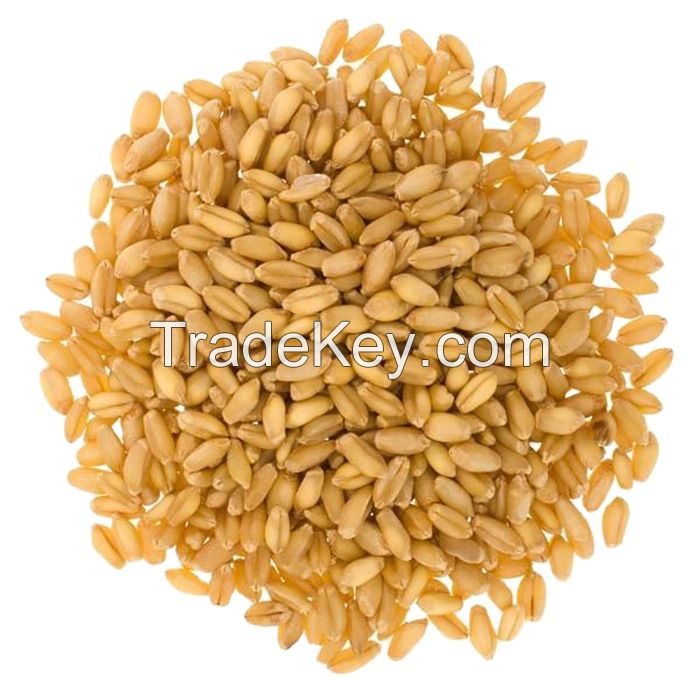 Best Quality Organic Whole Wheat Grain for Sale in Cheap Price Wholesale Organic Whole Wheat Grain
