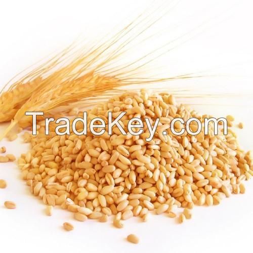 Wheat Best Grade Whole Organic Soft Wheat Grains in Bulk Quantities/Premium Quality Hard Wheat Wholesale