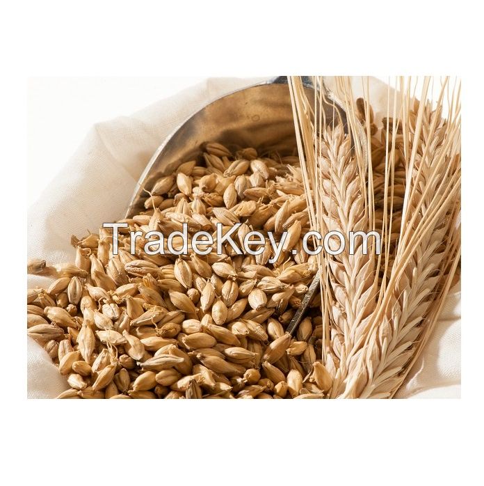 Barley Non-GMO Ukraine Barley Quality Feed Barley in Bulk