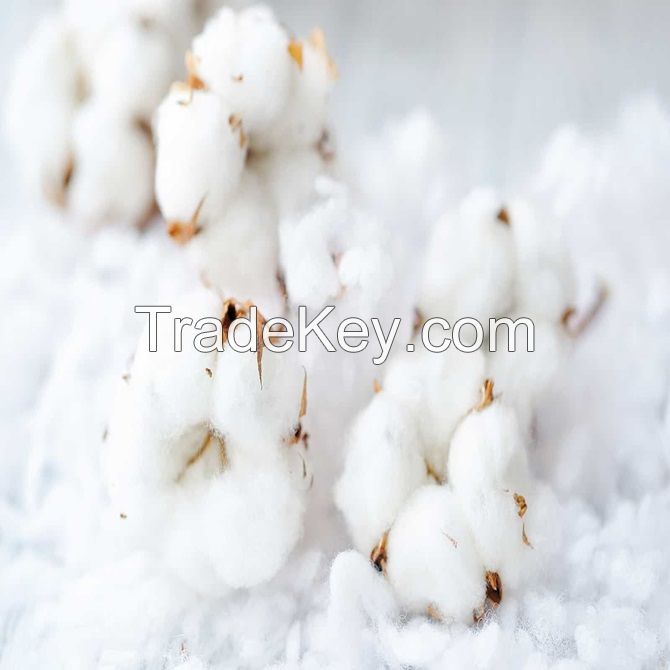 Wholesale Organic Raw Cotton Bales Ready for International Market