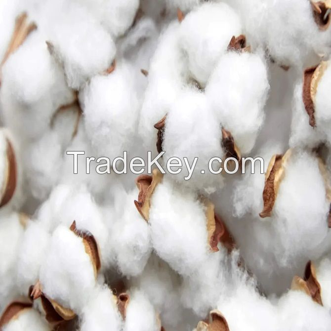 Organic Raw Cotton Bales Ready for International Market