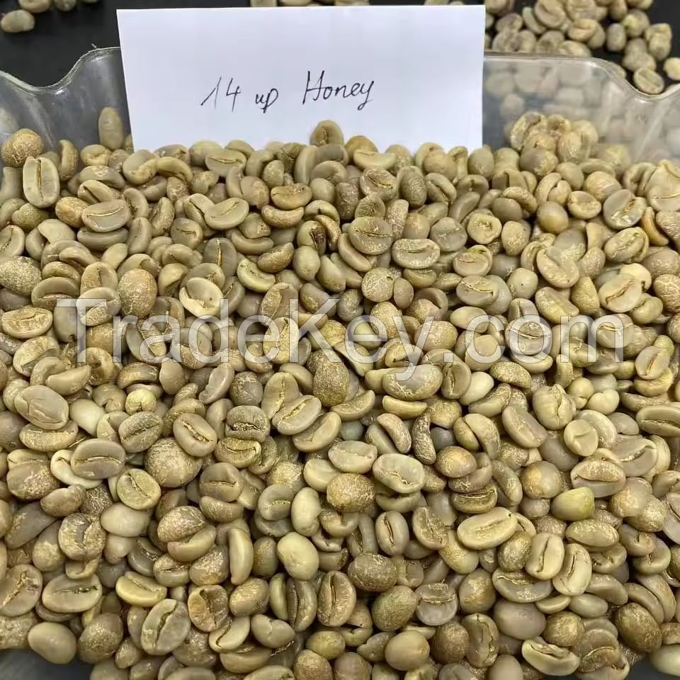 Top Selling Vietnam Green Coffee Beans Robusta Arabica Raw Coffee Beans Competitive Price for Import Ready to Ship