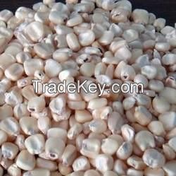 Hybrid Yellow Maize Seed Unclean