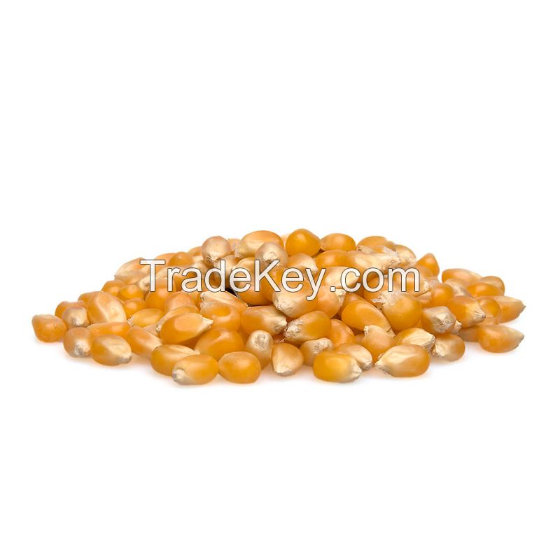 Yellow Corn Grit For Animal Consumption Feed