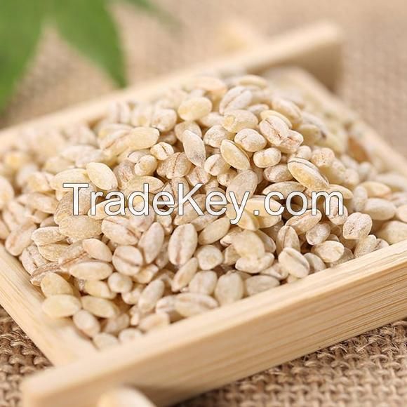 Wholesale bulk barley grain agricultural crop
