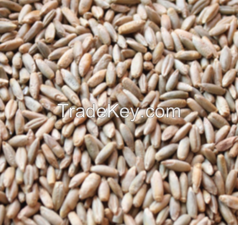 Rye bran RYE FLAKES ,Rye bran high grade,Winter Rye for sale