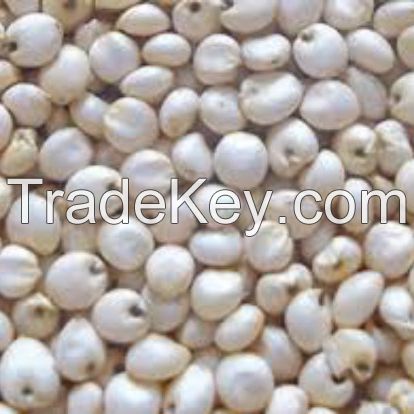 White and Red Sorghum For Sale