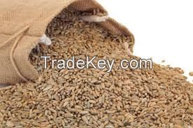 Rye bran RYE FLAKES ,Rye bran high grade,Winter Rye for sale