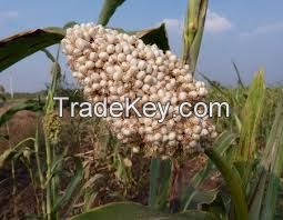 FRESH CROP YELLOW/WHITE/RED/ SORGHUM FROM WEST AFRICA