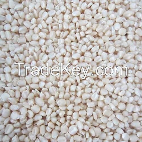 Best Grade White Corn Maize For Animal Feed White Maize Corn