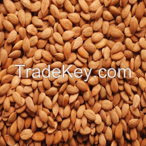 Good Quality Raw Apricot Kernels