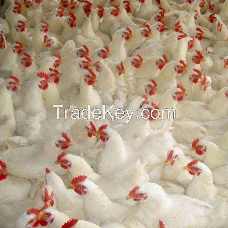Broiler Chicks For Sale