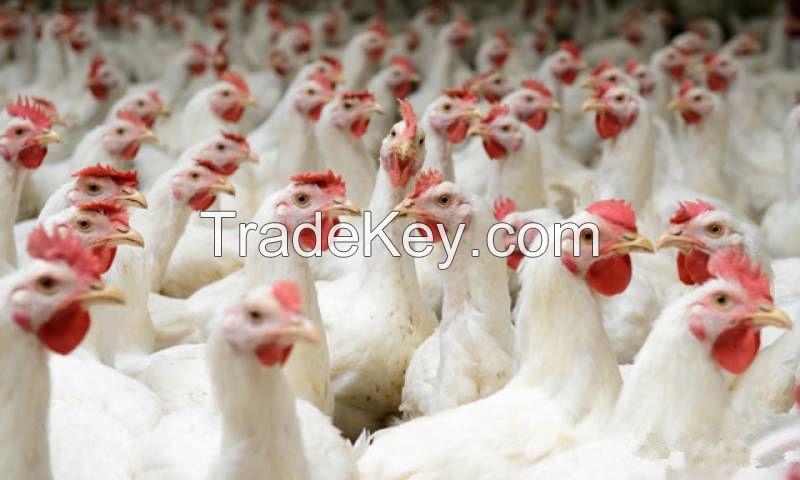 Broiler  For Sale