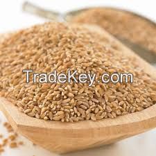 Natural Dry wheat grains