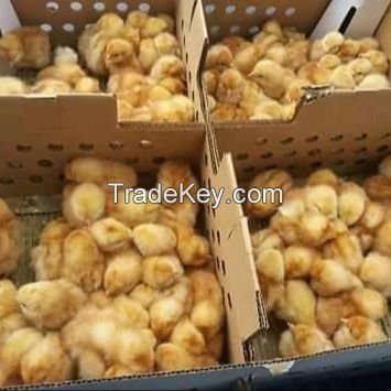 Broiler Chicks For Sale