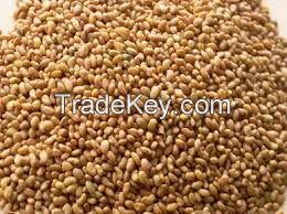 Alfalfa Seeds for sale