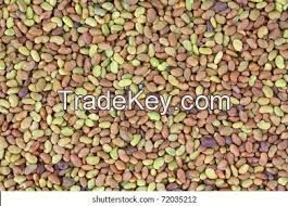 Alfalfa Seeds for sale